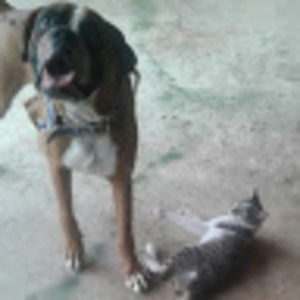 Meet your Posher, Amadeo